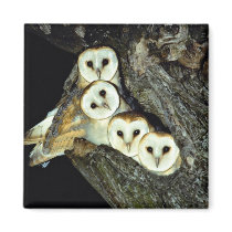 Young barn-owls, 9 weeks old fridge magnet