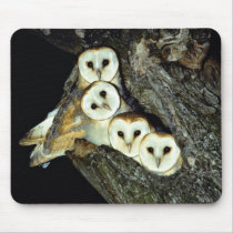 Young barn-owls, 9 weeks old mousepads