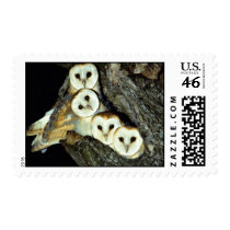 Young barn-owls, 9 weeks old stamp