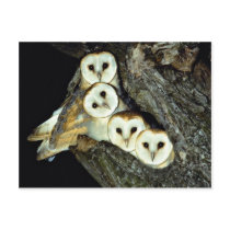 Young barn-owls, 9 weeks old post card