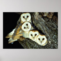 Young barn-owls, 9 weeks old print