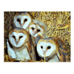 Young barn-owls post cards