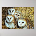 Young barn-owls poster