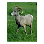 Young Bighorn Sheep Rams Post Card