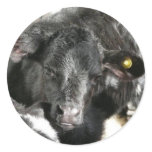 Young Black Heifer Calf Round Stickers