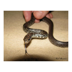 Young Black Racer print