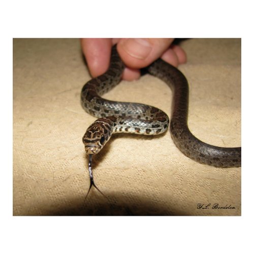 Young Black Racer print