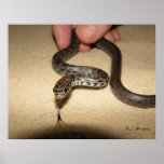 Young Black Racer Posters