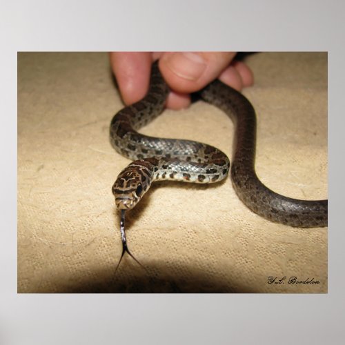 baby black snake pictures