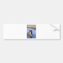 Young border collie dog fetching stick on beach bumper sticker