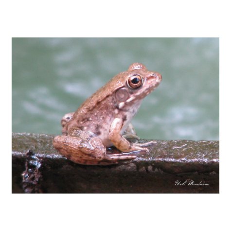 Young Bronze Frog print