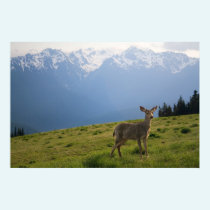 Young Buck and Mt. Olympus Peaks Print posters