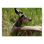Young Buck Deer Greeting Card cards