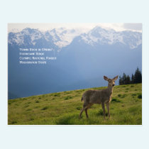 Young Buck in Spring Postcard postcards