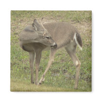 Young buck. magnets