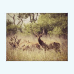 Young Bull Elk Canvas Print canvas prints