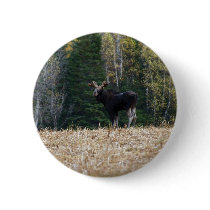 Young Bull Moose buttons by FNolan Young Bull Moose buttons