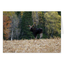 Young Bull Moose cards by FNolan Young Bull Moose cards
