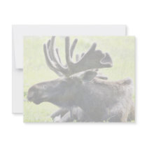 Young bull moose invitations by animalpark Young bull moose invitations