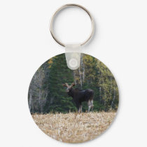 Young Bull Moose keychains by FNolan Young Bull Moose keychains