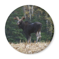 Young Bull Moose magnets