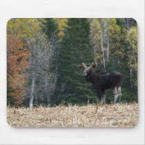 Young Bull Moose mousepads by FNolan Young Bull Moose mousepads