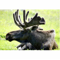 Young bull moose photo sculptures by animalpark Young bull moose photo sculptures