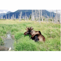 Young bull moose photo sculptures by animalpark Young bull moose photo sculptures