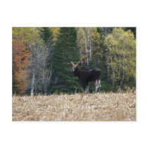 Young Bull Moose postcards by FNolan Young Bull Moose postcards