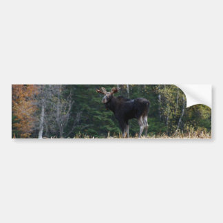 sticker bumper young moose maine stickers car