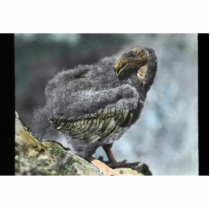 young California condor photo sculptures by animalpark young California condor photo sculptures