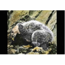 Young California condor photo sculptures by animalpark Young California condor photo sculptures