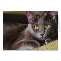 Young Chartreux Cards