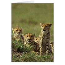Young Cheetah Group Card