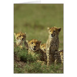 Young Cheetah Group cards
