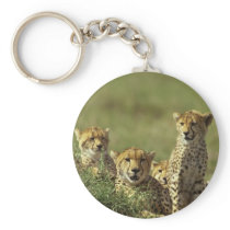 Young Cheetah Group Key Chains