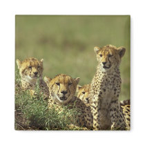 Young Cheetah Group magnets