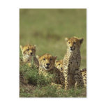 Young Cheetah Group Postcard