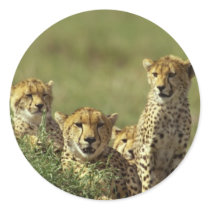 Young Cheetah Group stickers by alternateworlds Young Cheetah Group stickers