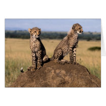 Young Cheetahs cards