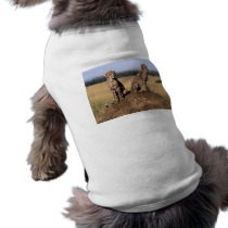 Young Cheetahs pet clothing by alternateworlds Young Cheetahs pet clothing