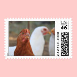 Young Chickens Postage stamps