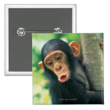 Young Chimpanzee (Pan troglodytes) Buttons