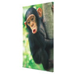 Young Chimpanzee (Pan troglodytes) Gallery Wrapped Canvas