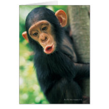 Young Chimpanzee (Pan troglodytes) Card