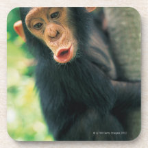 Young Chimpanzee (Pan troglodytes) Beverage Coasters