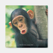 Young Chimpanzee (Pan troglodytes) Fridge Magnet