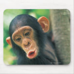 Young Chimpanzee (Pan troglodytes) Mousepad