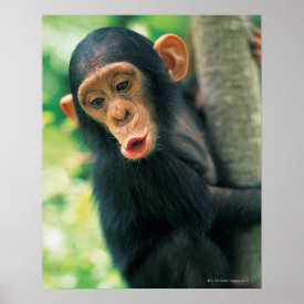 Young Chimpanzee (Pan troglodytes) Poster
