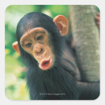 Young Chimpanzee (Pan troglodytes) Sticker